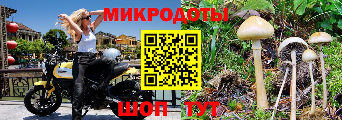 Псилоцибиновые грибы Cubensis Кимры